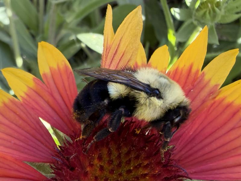 close up of rare wild bee on an orange flower