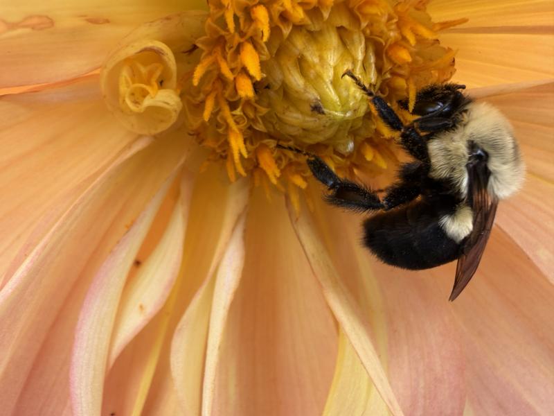 close up of rare wild bee on a yellow flower