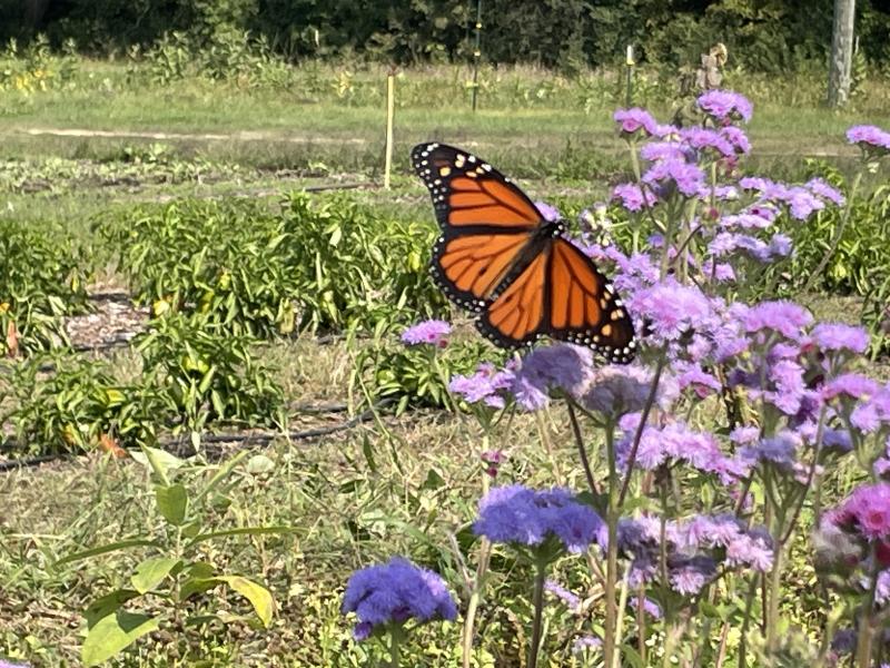 monarch on a purple flower