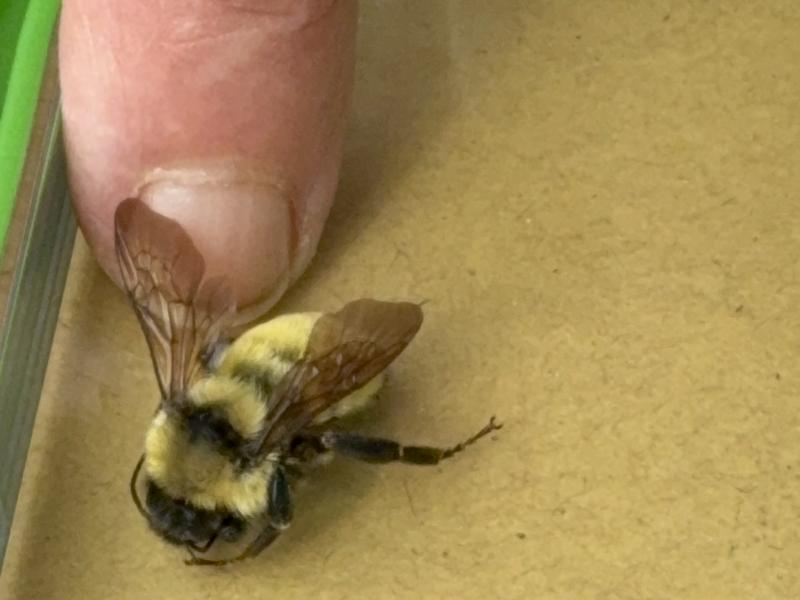 a finger points to a close up of a bumble bee