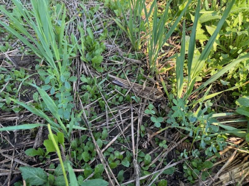 cover crops