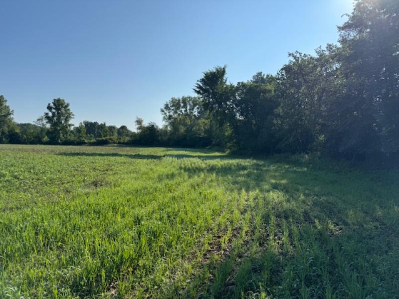 hay growing next to a wetland