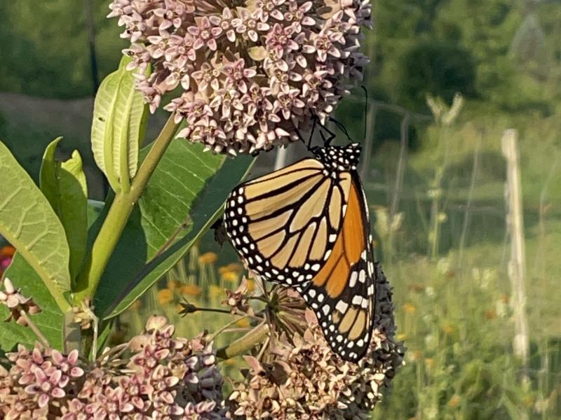 monarch on milkweed