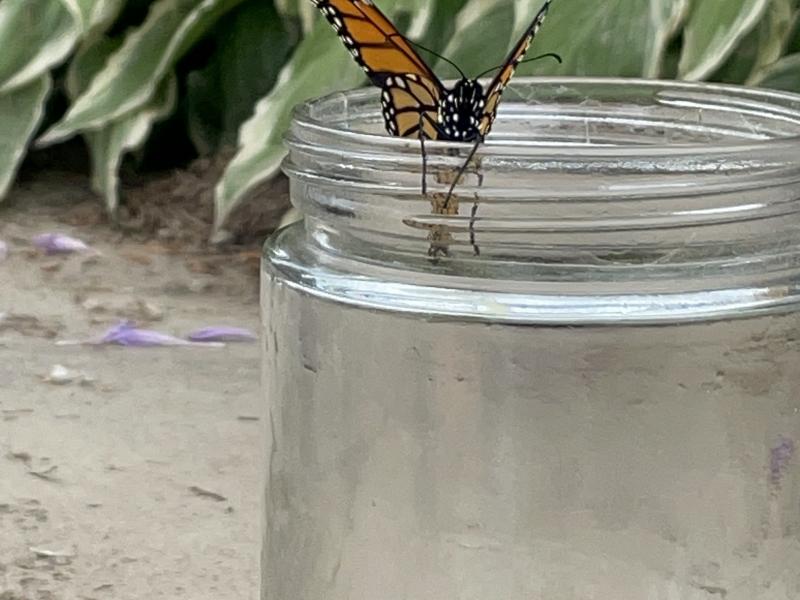 monarchs flying out of a jar