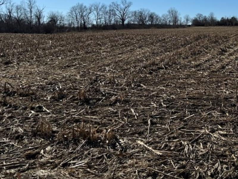 field with standing corn