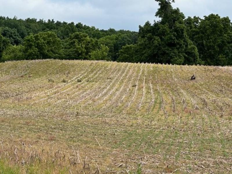 field with standing corn