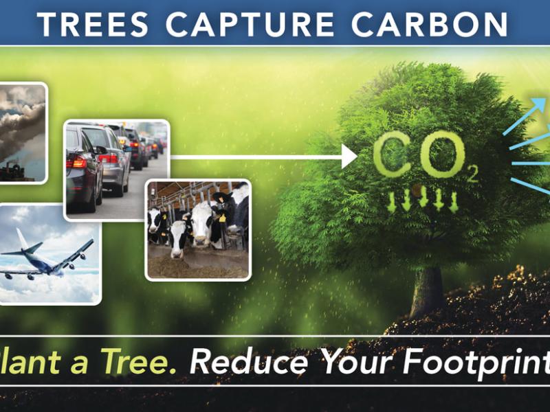 Trees capture carbon - plant a tree & reduce your footprint