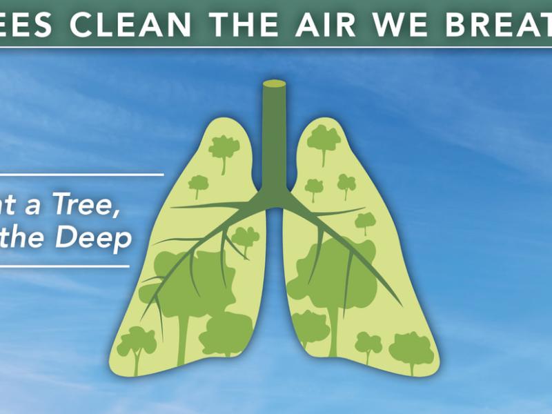 Trees clean the air we breathe