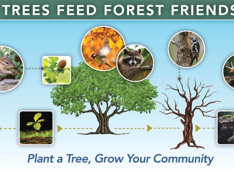Trees Feed Forest Friends - plant a tree grow your community
