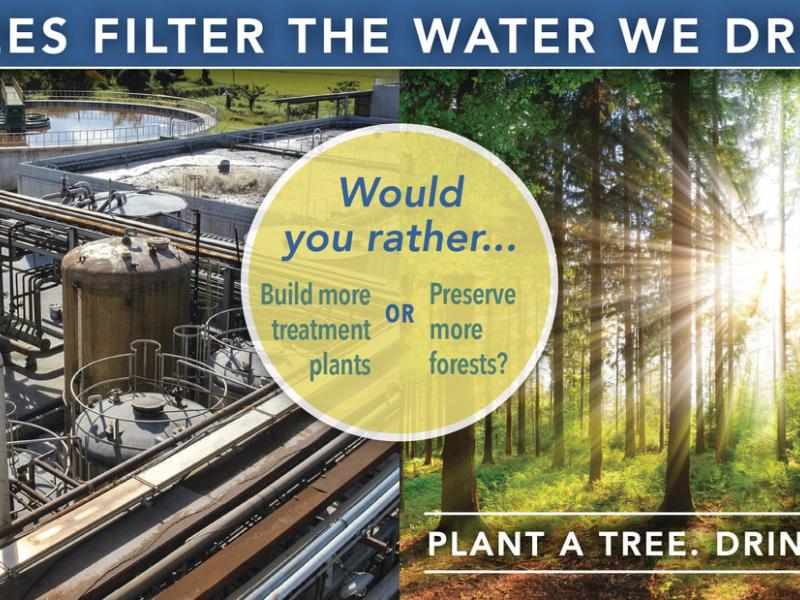 Trees Filter the water we drink - Would you rather build more treatment plants or preserve more forests?
