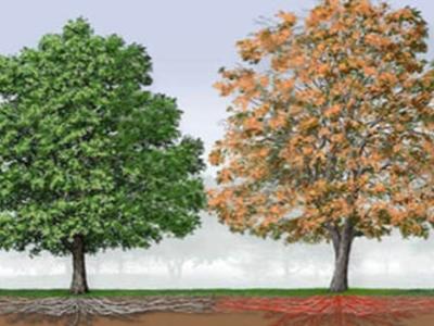 Oak Wilt drawing showing leaf discoloration