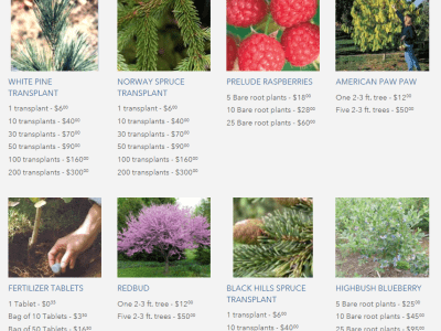 Spring Tree Sale - online store