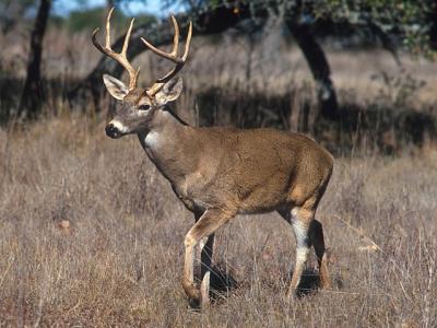 Deer