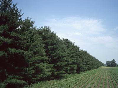 Windbreak of evergreen trees alongside cropland