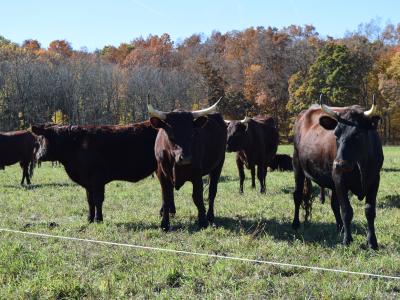 Cattle grazing in an open field