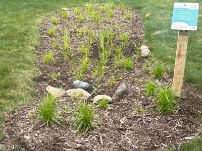 ​Georgetown Commons South Condominium Association - "GCS Winthrop Rain Garden"