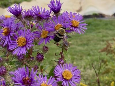 bee with new england aster on the field edge
