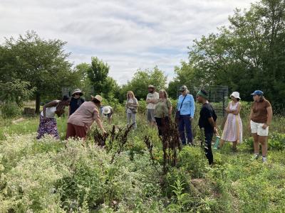 Medicinal plant workshop in Leslie Food Forest