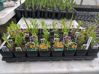 Designs By Nature Monarch Garden Kit