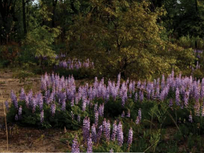 Oak Openings with lupine in flower