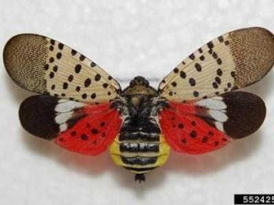 Spotted lanternfly adult stage. Photo courtesy of Pennsylvania Department of Agriculture, Bugwood.org.