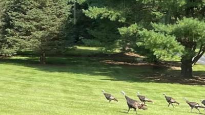 turkeys 