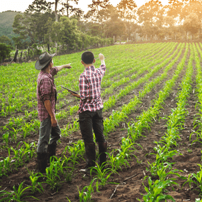 farmers pointing to rows of corn growing