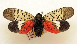 Female Lanternfly. Source: Jenn Forman Orth. CC BY-NC-SA 2.0. Via flickr