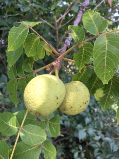 Walnut Twig Beetle Delivers Disease to Walnut Trees