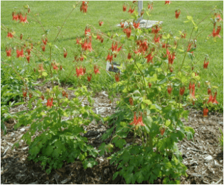 wild columbine