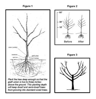 Pruning fruit trees 