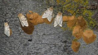 Adult spongy moth with egg masses