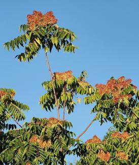 Tree of Heaven