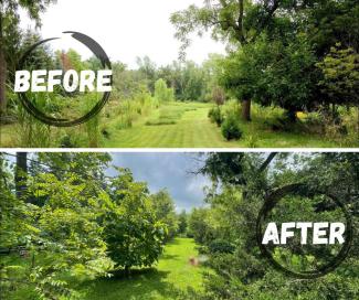 planting of trees: before and after