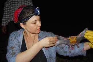  Conservation scientist Kim Williams-Guillén inspecting a bat