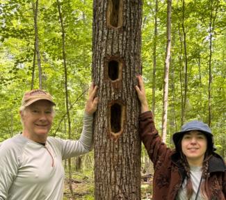Woodpecker damage