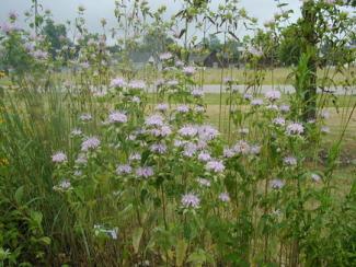 Native plants - bee balm (monarda)