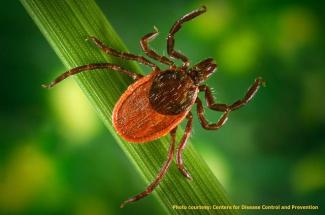 An example of the black legged tick also known as deer tick.
