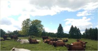 Whitney Farmstead - cows in pasture