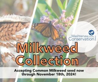 2024 Milkweed Collection