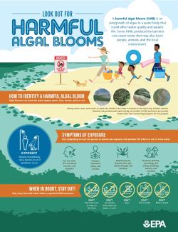 infographic featuring a family at a beach with an algal bloom