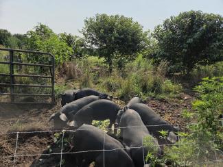 Heritage pigs grazing a diverse agroforestry landscape.