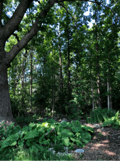 Pat Garrett of Scio Township was able to have her habitat veried in the Forest, Wetland and Habitat system under MAEAP