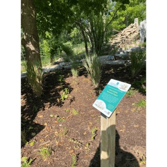 LNSC Rain Garden
