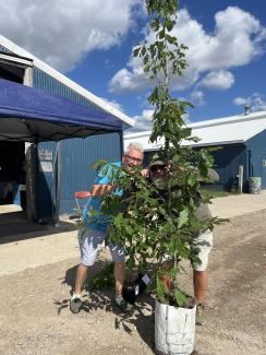 volunteers eclipsed by 12' oak