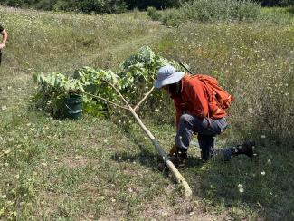 person in an orange long sleeve shirt, bucket hat, and grey pants kneels over a cut stalk of tree of heaven in a field