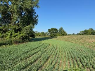 Clover, Chicory mixed into a Ryegrass perennial filter strip to be harvested by the farmer