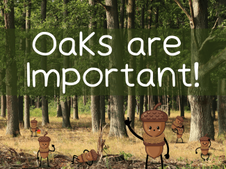 Photo of oak forest with small acorn characters