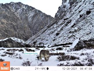 Snow leopard walking across a snow field in Nepal
