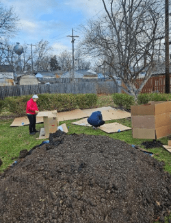 Risdon park SCHG project with cardboard mulch